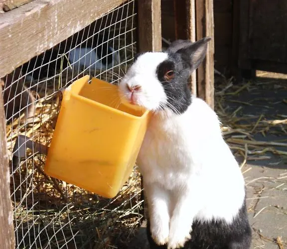 ファームステイ Kinderbauernhof Marienhof