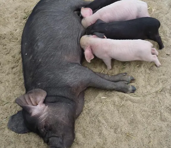 Kinderbauernhof Marienhof Ribbeck