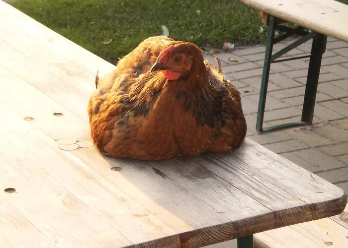 Kinderbauernhof Marienhof Ribbeck