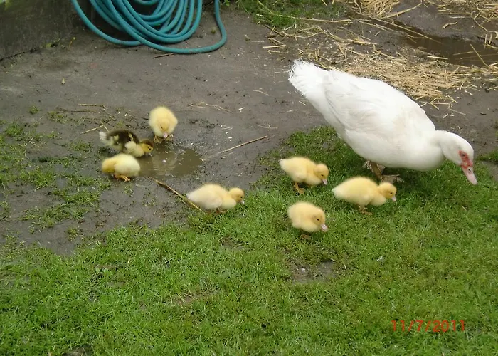 ファームステイ Kinderbauernhof Marienhof